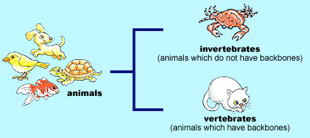 invertebrates and vertebrates chart